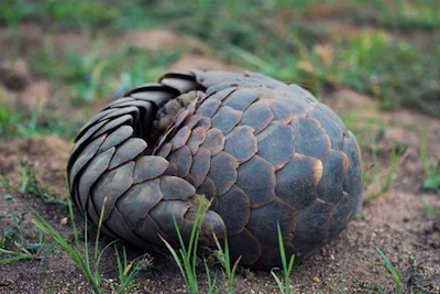 When threatened, pangolins curl up. ©Getty Images