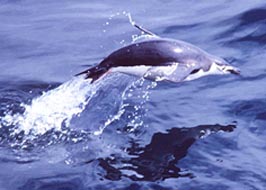 Chinstrap penguin 'flying' at sea ©Getty Images