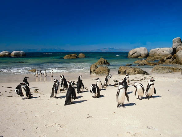 African penguins coming ashore on a beach. ©Getty Images
