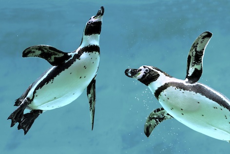 Humboldt penguins ©Getty Images