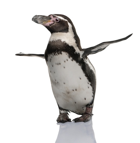 Humboldt penguin ©Getty Images