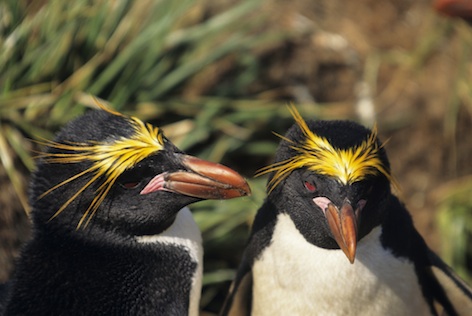 Macaroni penguins. © Getty Images