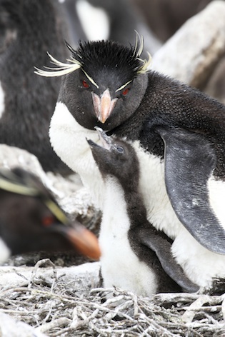 Rockhopper penguin and chick. ©Getty Images
