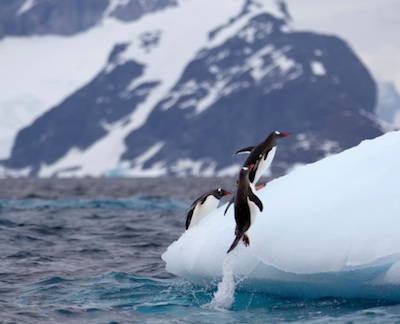 Gentoo penguins jumping out of the sea onto ice shelf. ©Getty Images