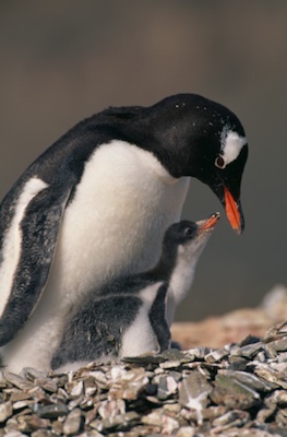 Gentoo penguin and chick. ©Getty Images