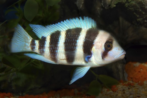 A cichlid from Lake Tanganyika ©Getty Images