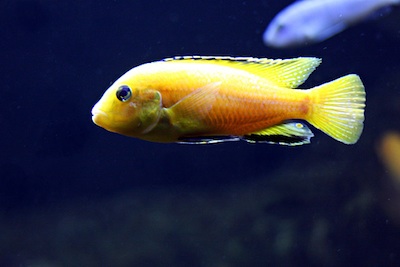 A Lake Malawi cichlid ©Getty images