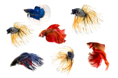 Siamese fighting fish are brightly coloured ©Getty Images
