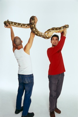 Pythons can get very big and heavy. ©Getty Images