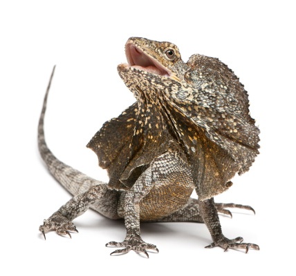 Frilled neck lizard©Getty Images
