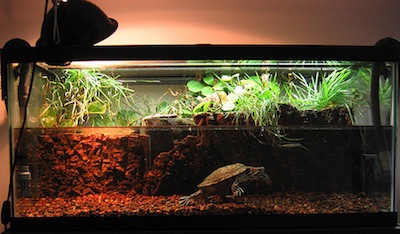 Indoor turtle tank