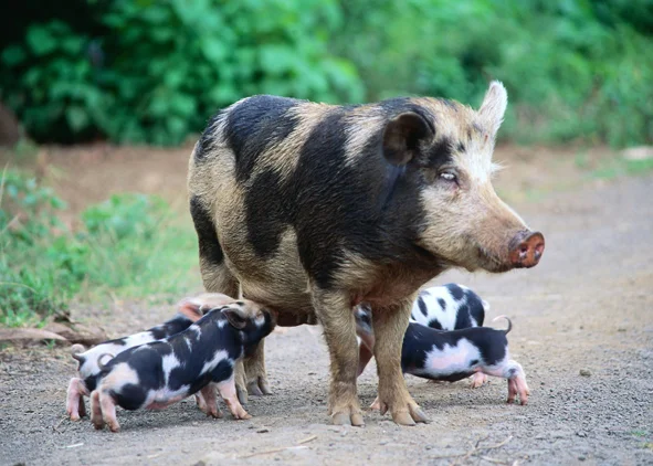pigpiglets_jup.jpg