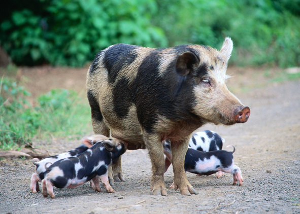 Pigs have different colours and patterns ©Getty Images