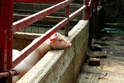 Most piggeries keep pigs in pens. ©Getty Images