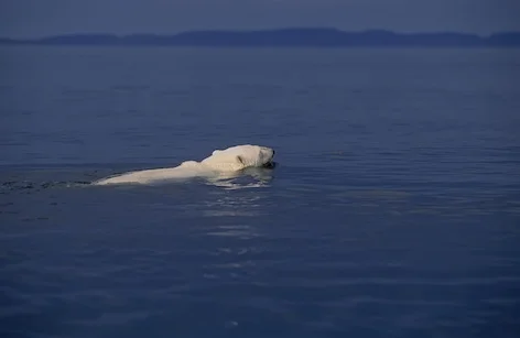 polarbearswim_jup.jpg