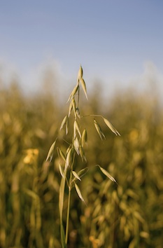 Oat plants. Photo©iStock