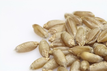 Oat grains Photo©iStock