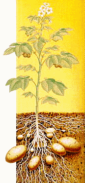 potato.gif