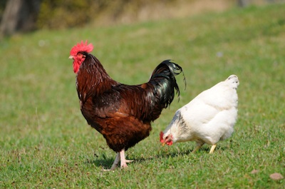 A free range rooster and hen ©Getty Images