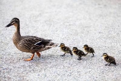 Ducklings following the mother duck. ©Getty Images