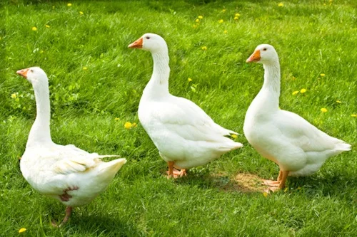 Geese ©Getty Images