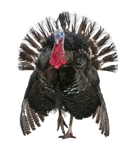 Turkey ©Getty Images