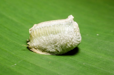 A mantid egg case. ©Getty Images