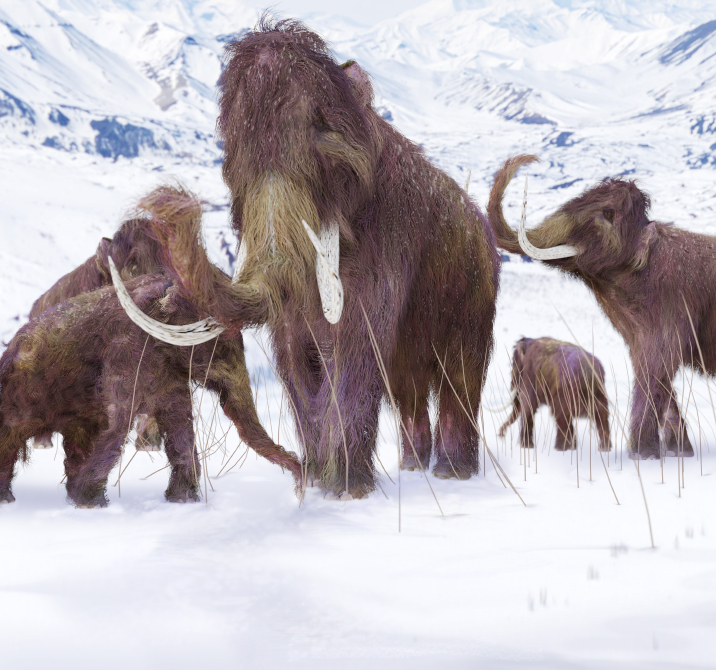 Prehistoric people hunted woolly mammoths © Getty Images