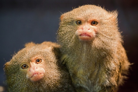 The smallest monkey is the pygmy marmoset at just 100g. Getty Images