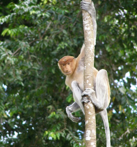 Young proboscis monkey ©Getty Images