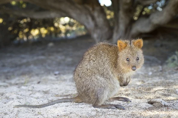 quokka_sidejup .jpg