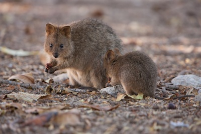 When the young are older, they come out of the pouch every now and then. ©Getty Images