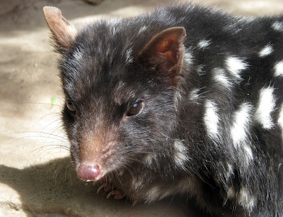 Eastern quoll. ©Getty Images