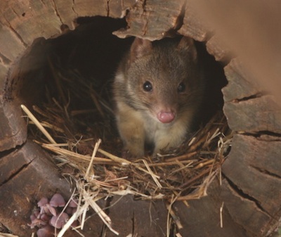 Spotted tail quoll. ©Getty Images