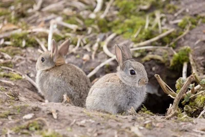 petrabbit_wild_TS.jpg