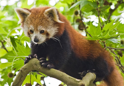 Red Panda — kidcyber