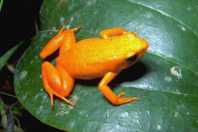 Madagascar golden frog. ©Getty Images