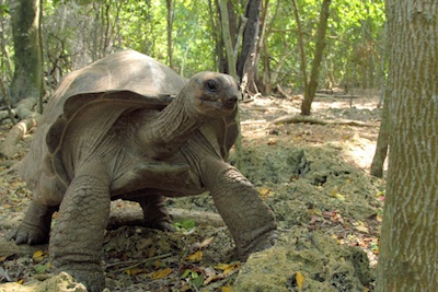Giant tortoise. ©Getty Images