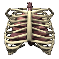 body_lungsani.gif