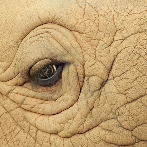 Rhino skin ©Getty Images