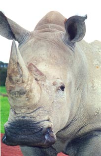 White, or square-lipped, rhinoceros. ©kidcyber