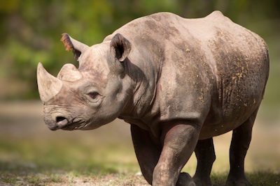 Black rhinoceros. ©Getty Images