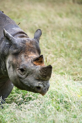 Black, or hook-lipped, rhinoceros. ©Getty Images