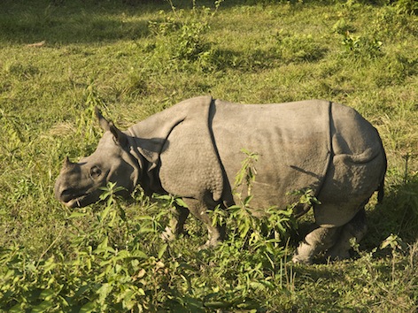 Indian rhinoceros ©Getty Images