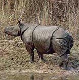 Javan rhinoceros ©Getty Images