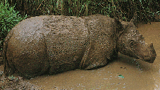 Sumatran rhinoceros ©Getty Images