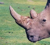 Rhino horn: see the hair (keratin) fibres near the base. ©kidcyber