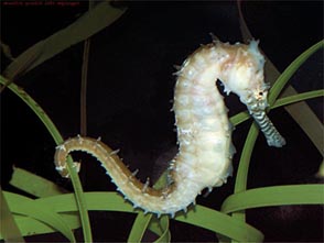 seahorse_1.jpg
