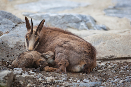 A chamois (a goat-antelope) with a new born kid © Getty Images