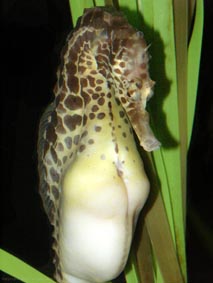 Seahorse male with eggs in his brood pocket. ©Getty Images